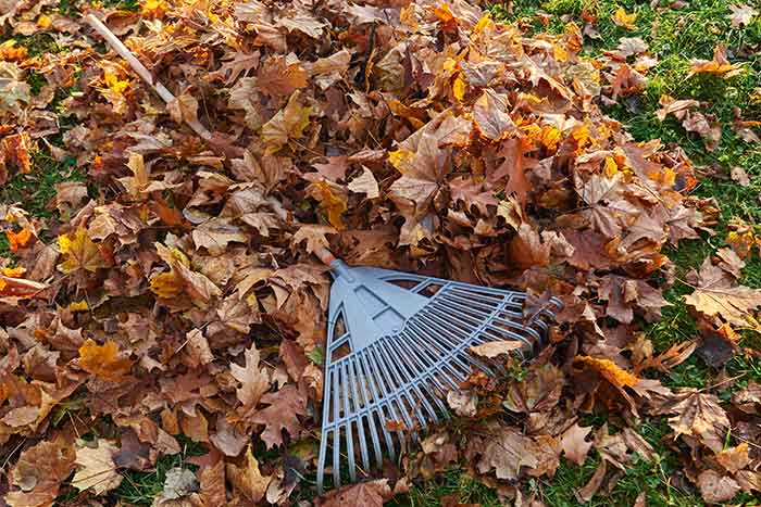 Pile Of Leaves